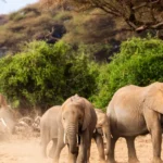 Wildlife Safari Adventures You Can’t Miss.